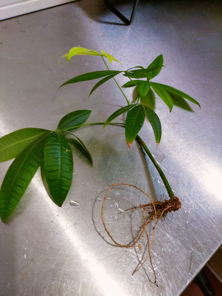 パキラ画像