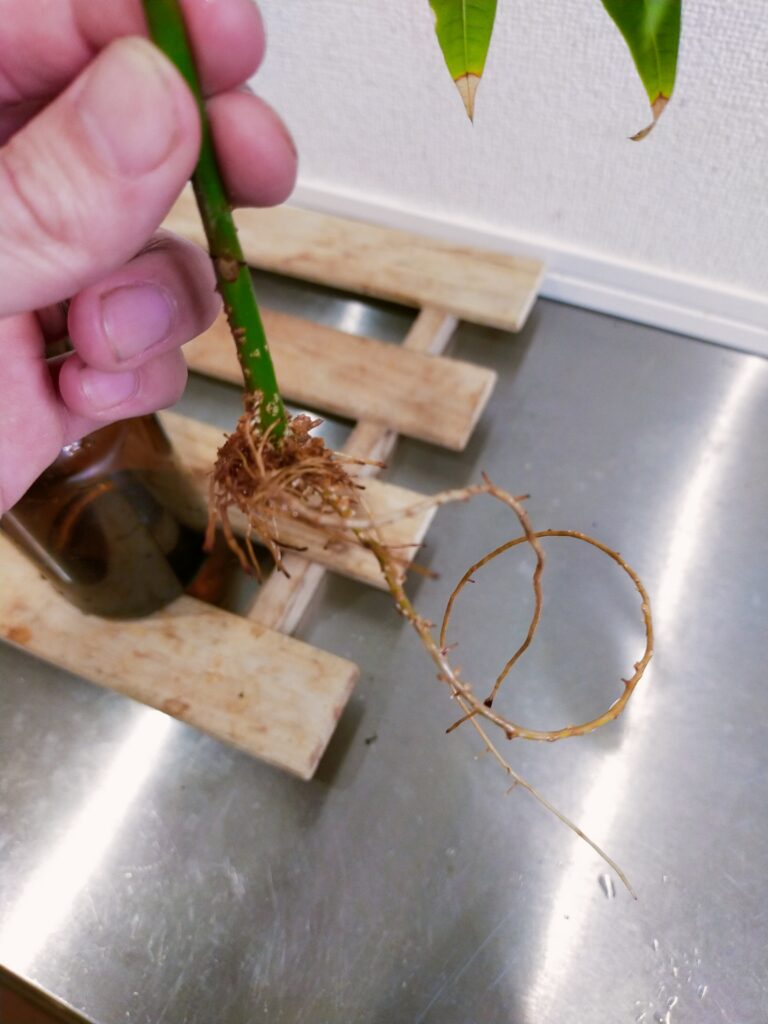 パキラ画像