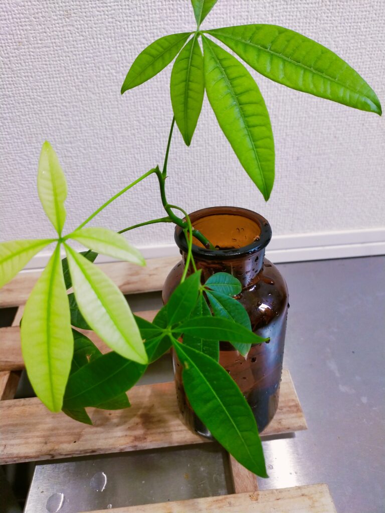 パキラ画像