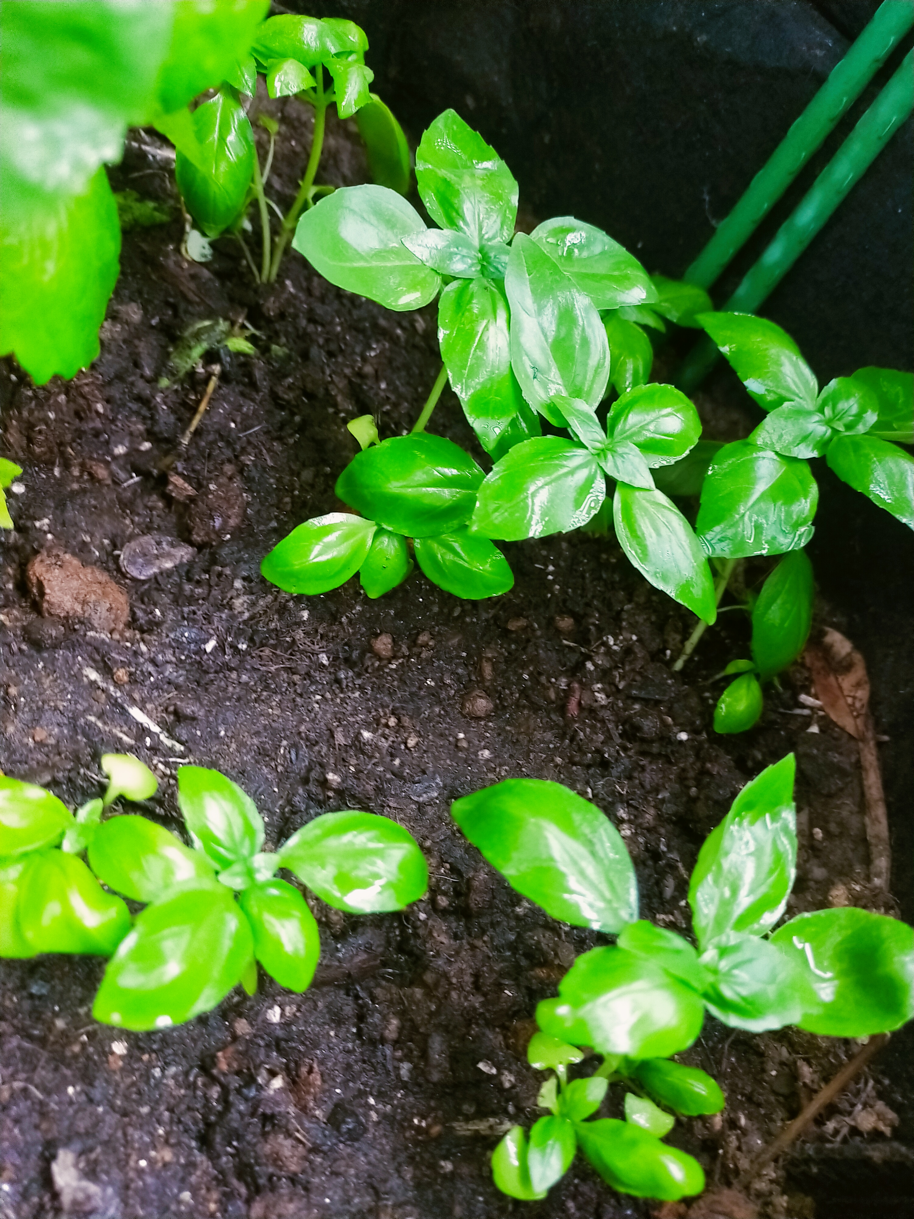 バジル画像