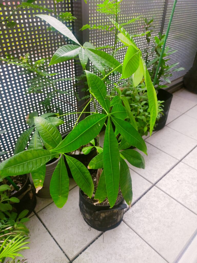 パキラ