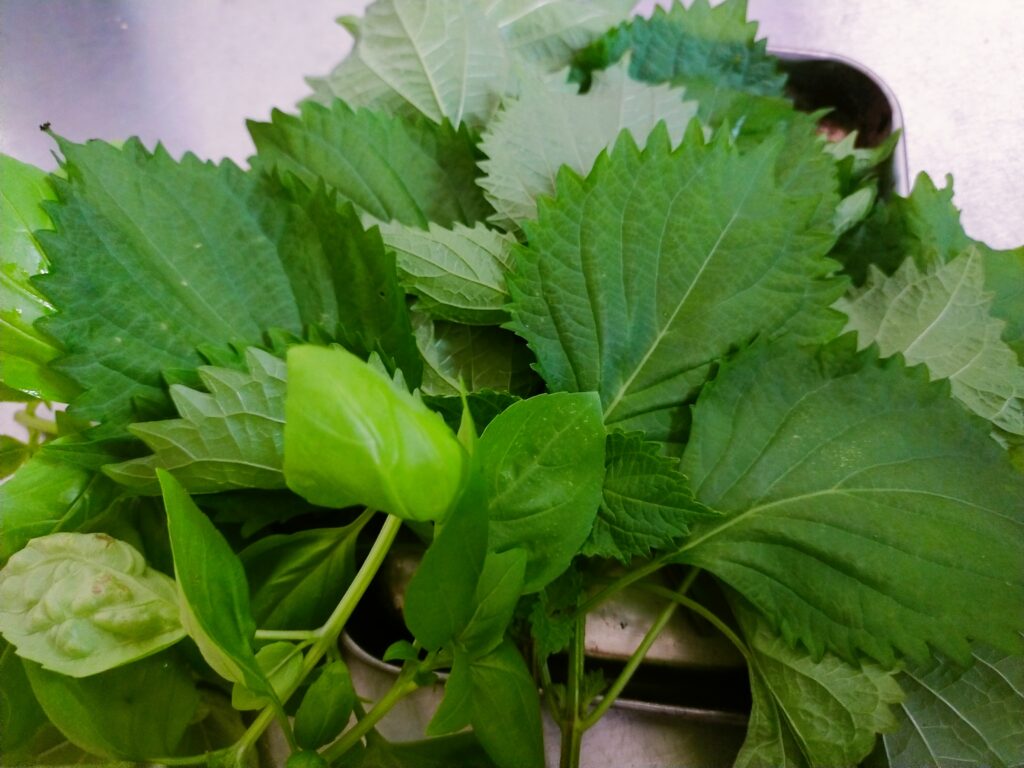 大葉画像
