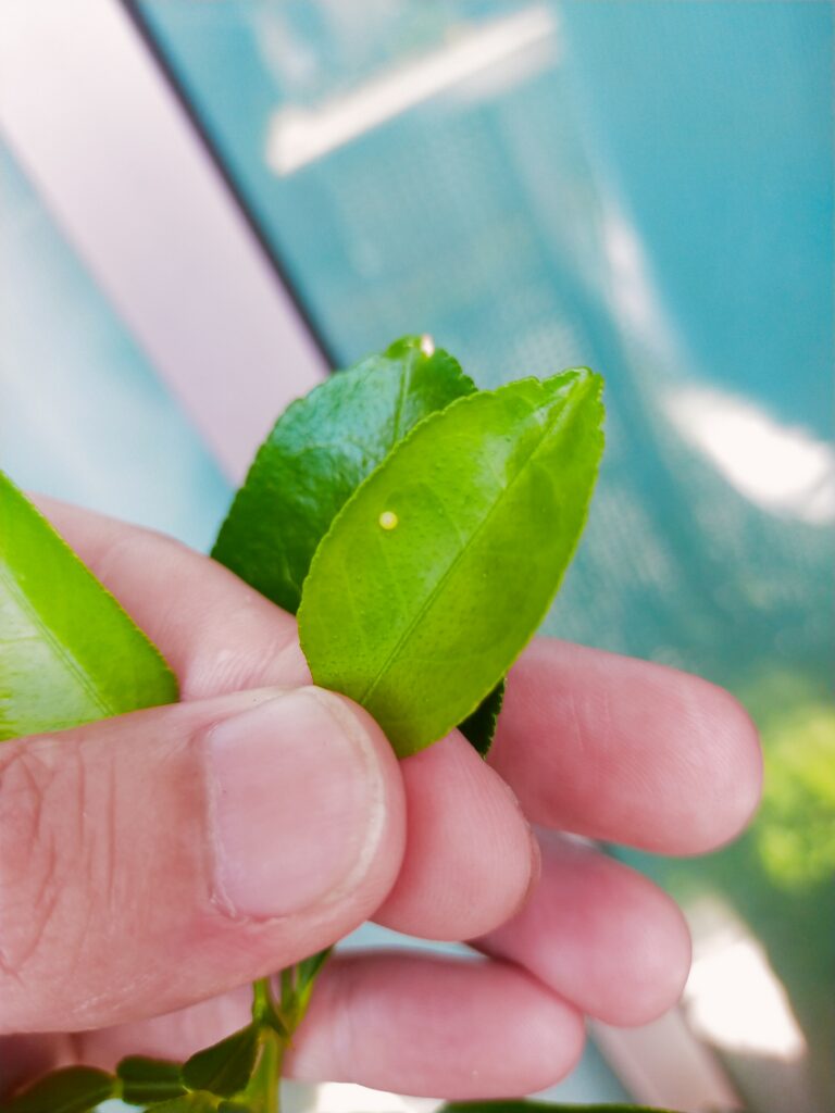 八朔画像