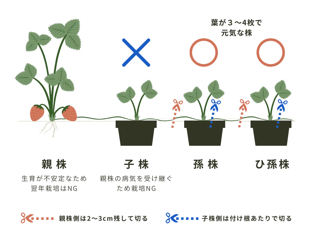 いちご画像