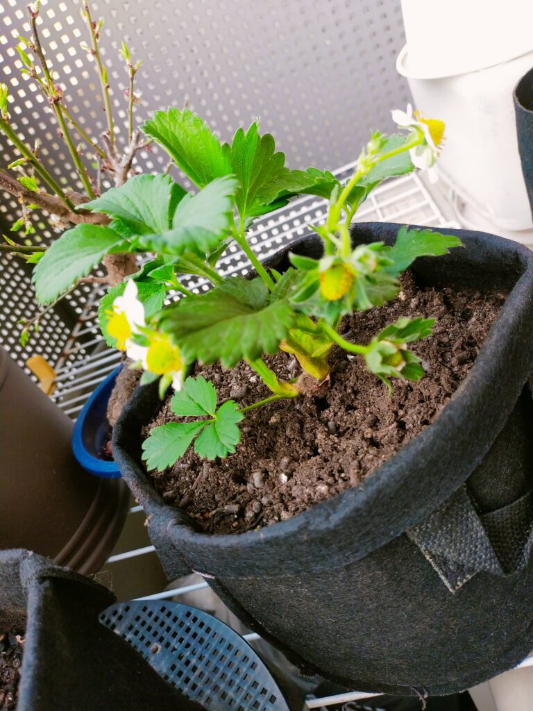 とちおとめ画像