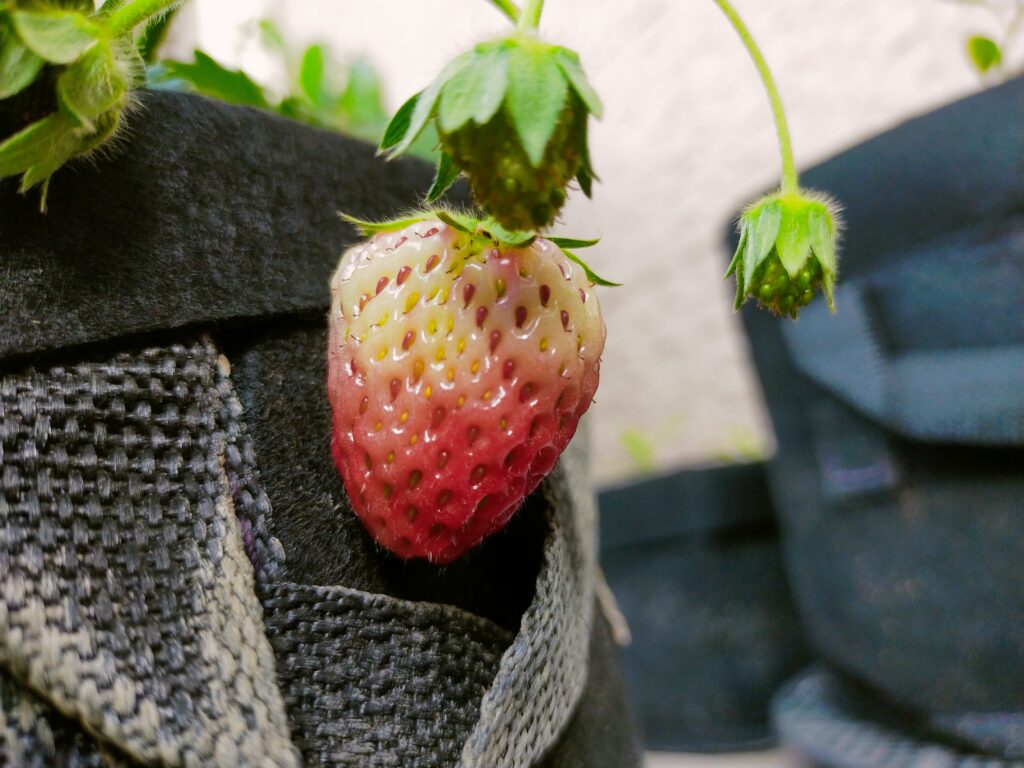 とちおとめ画像