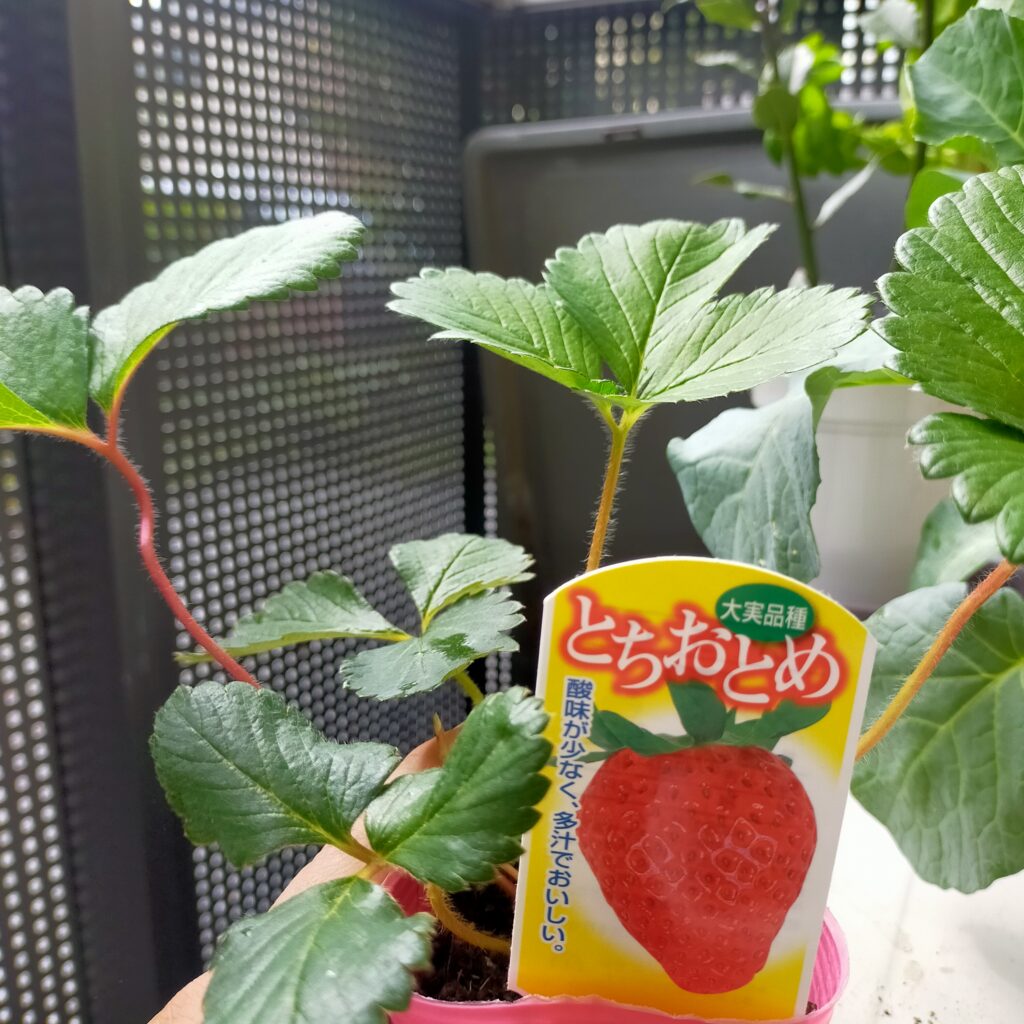 とちおとめ画像