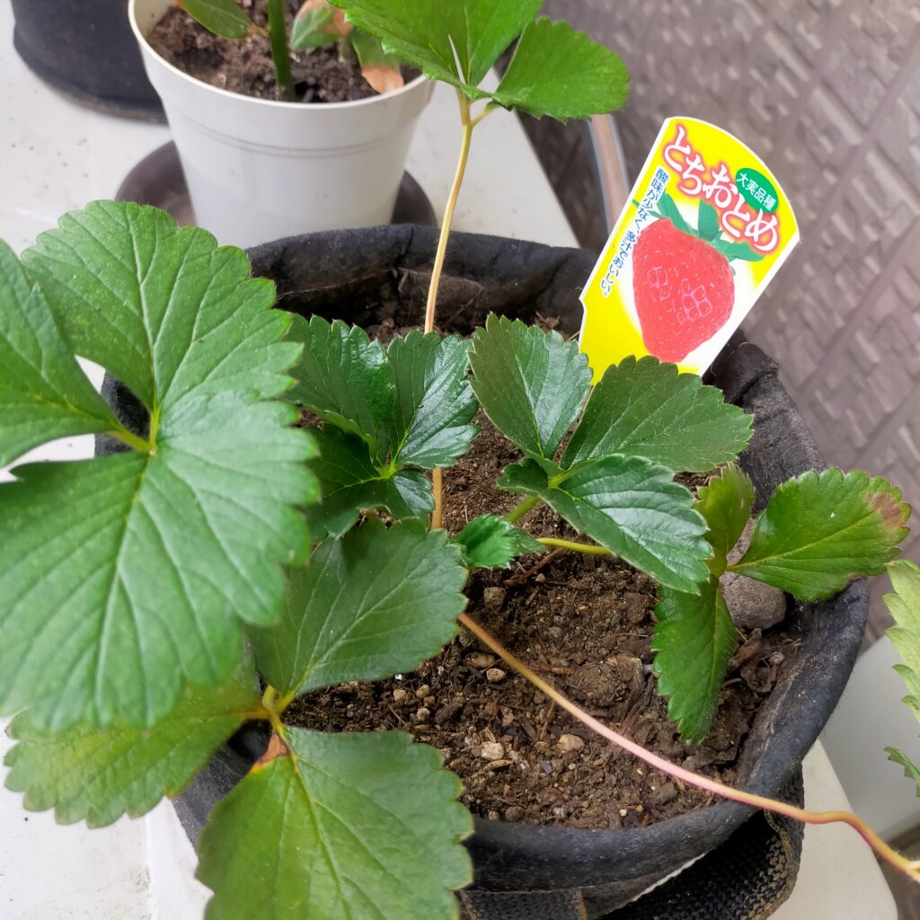 とちおとめ画像